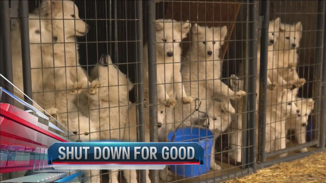 170 Dogs Rescued From Commercial Breeding Facility In Northern Iowa Weareiowa Com