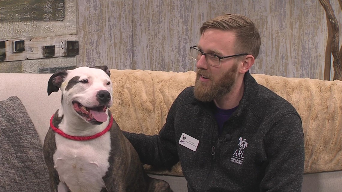Meet a "SASSY" doggie looking for a new home at the ARL of Iowa - Vimarsana News