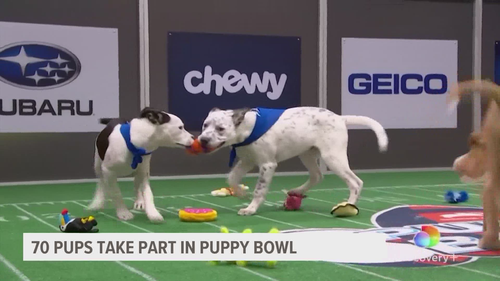 The Puppy Bowl is coming up and Iowa has it's own dog in the game.