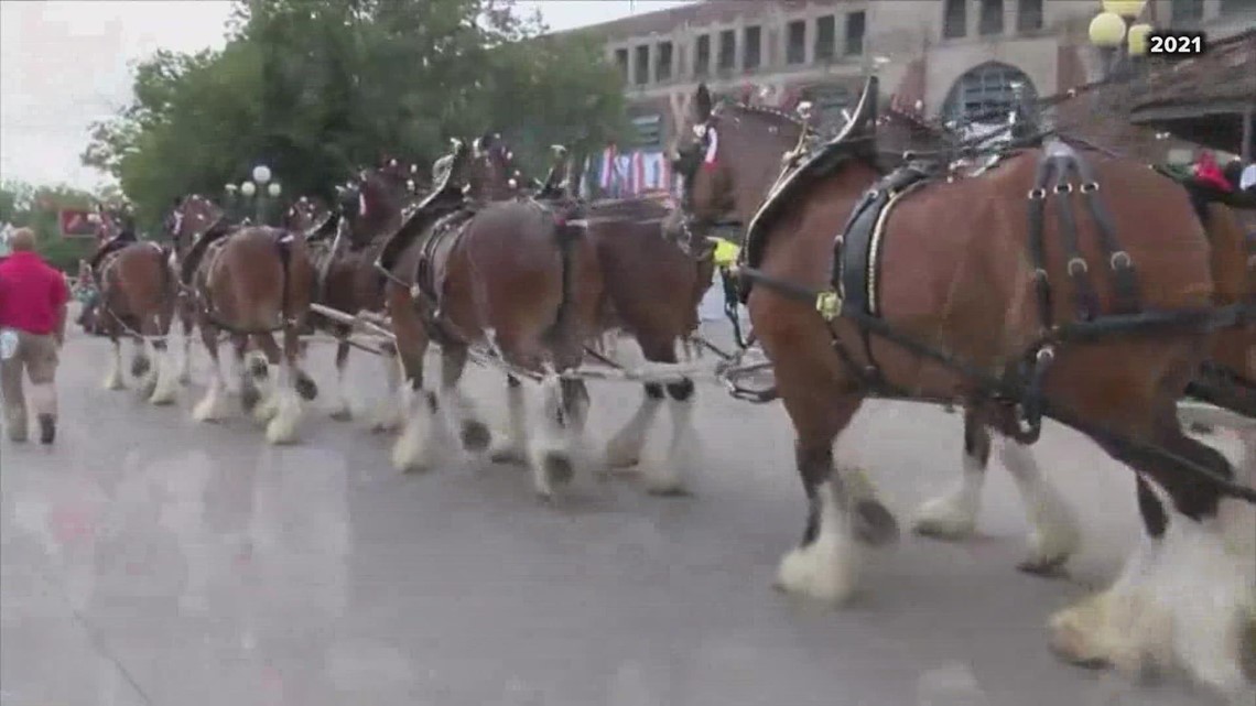 Budweiser Clydesdales not to attend the Iowa State Fair in 2022