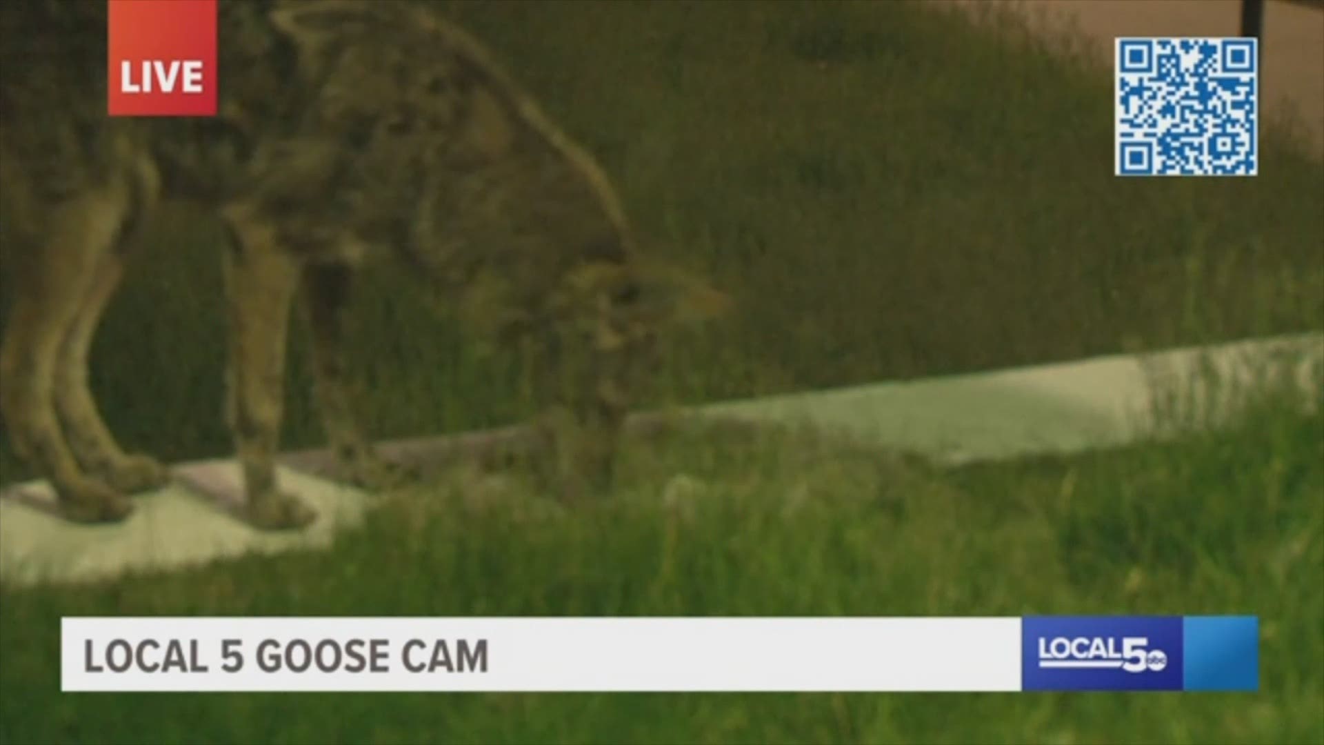 A coyote scared away a parent goose Wednesday morning around 12:45 a.m.