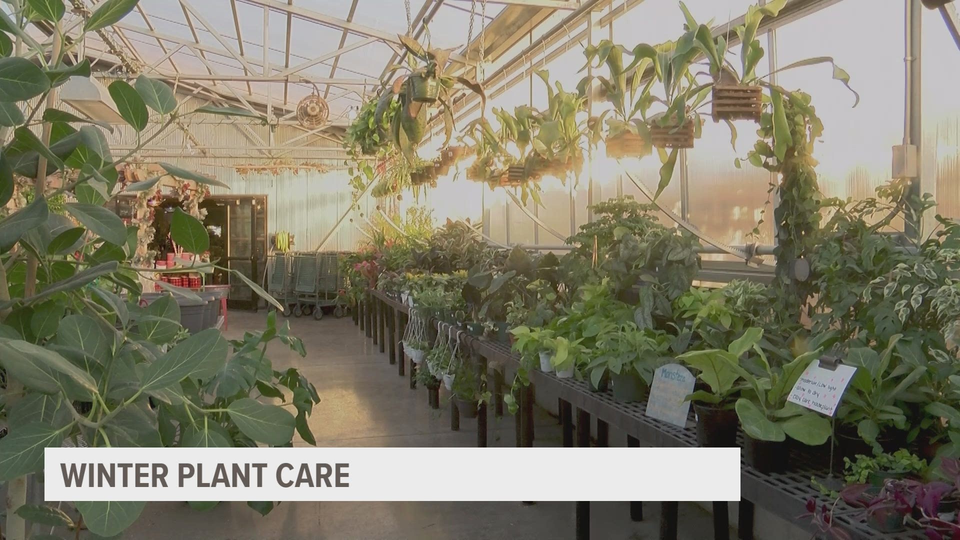In a pandemic that's left so many businesses hurting, Ted Lare's Garden Center in Cumming has managed to bring their successes upward.