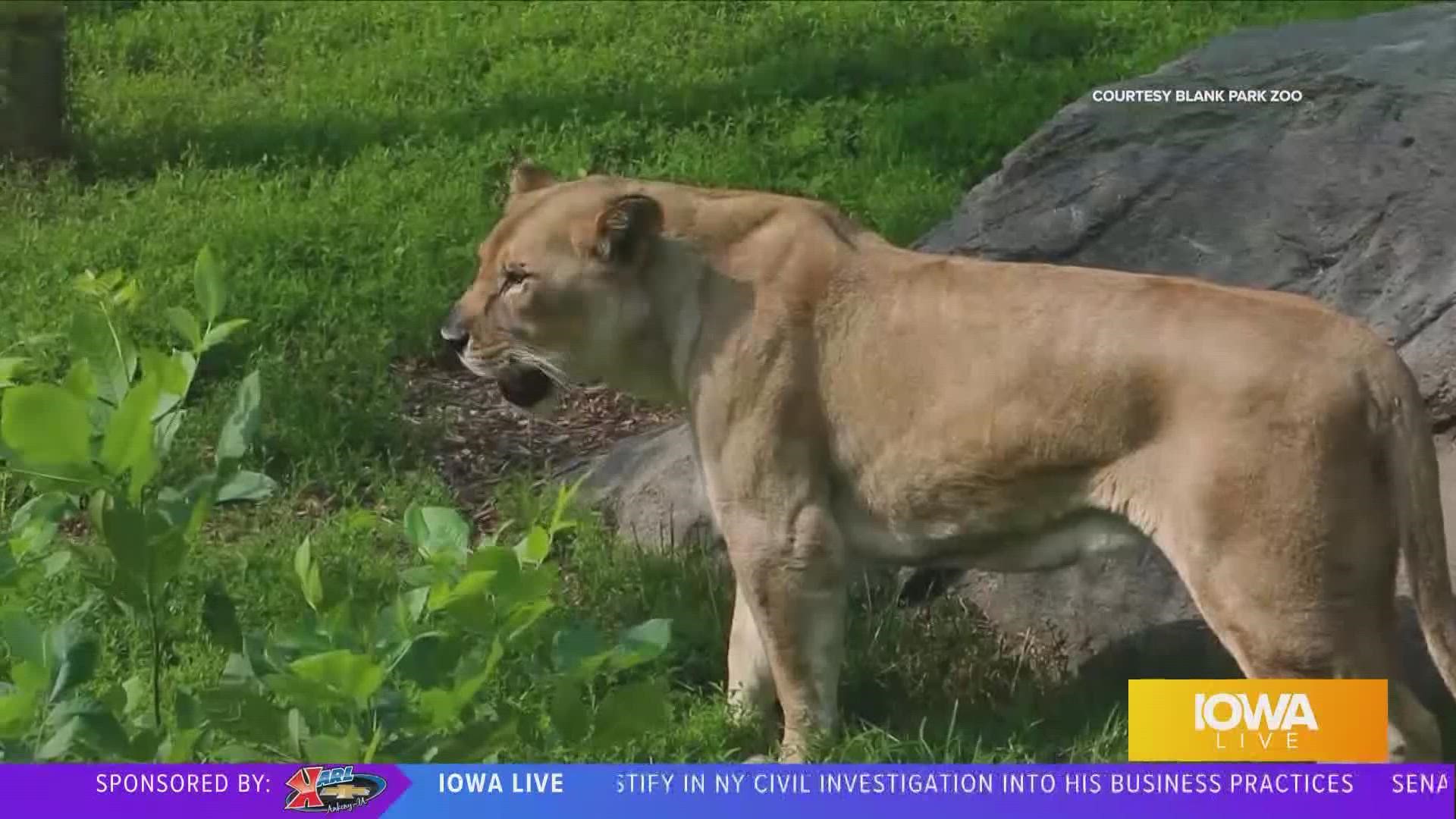 Meet ZARINA, the NEW female Lion at the Blank Park Zoo! | Paid Content