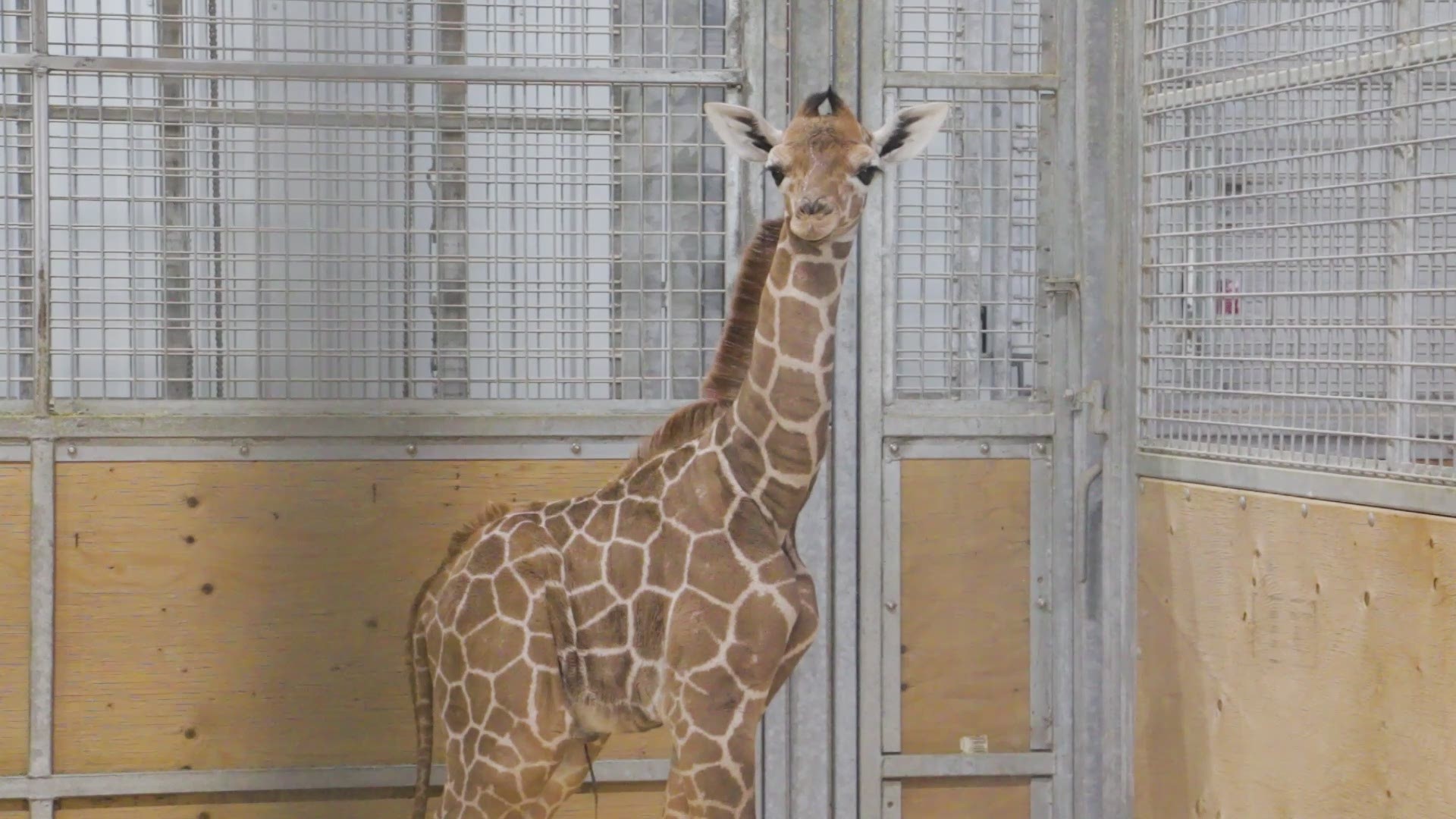 Just 16 giraffe calves were born in North America zoos in 2020, and only 33 worldwide.