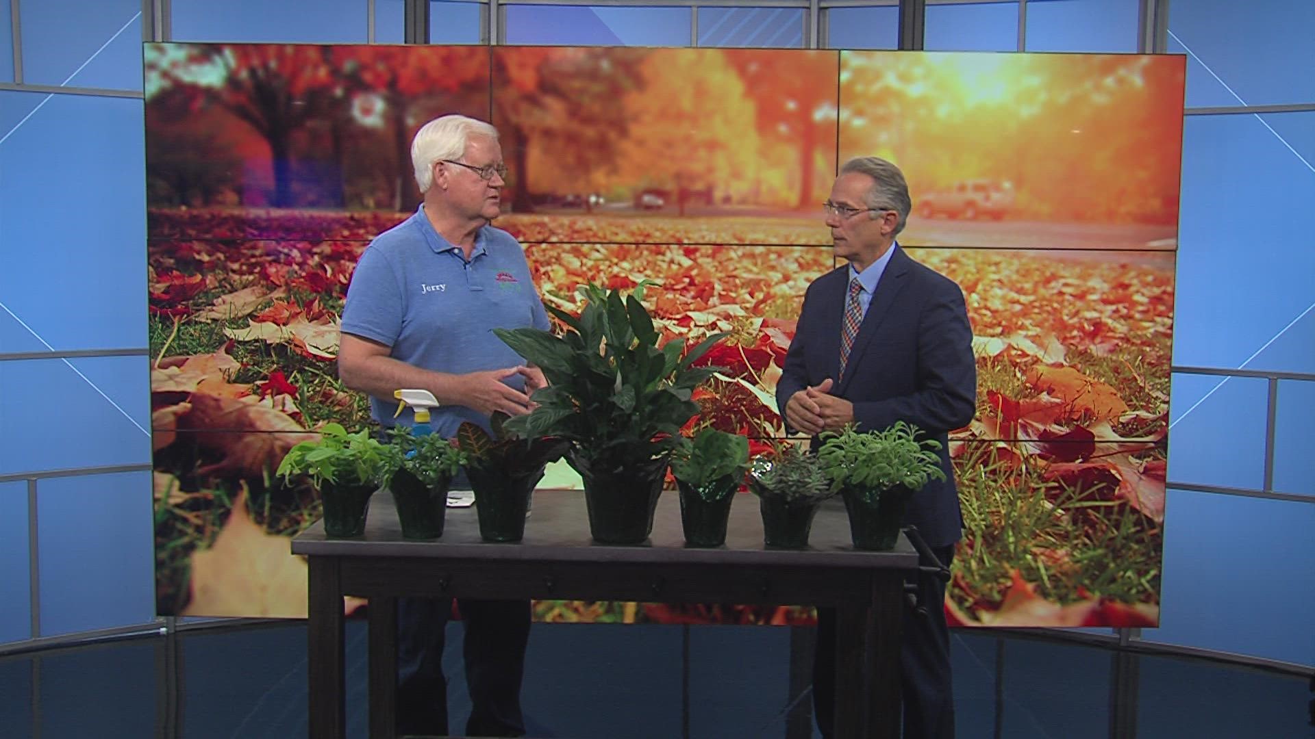 From pesky bugs to proper sunlight, Jerry Holub has advice for it all.