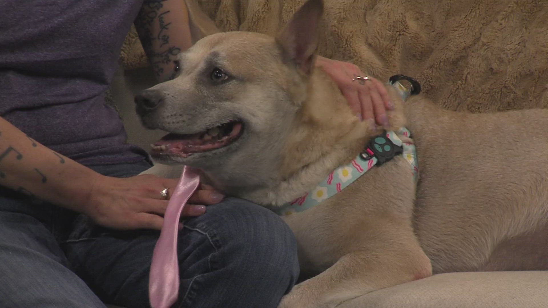 The ARL Therapets program works with volunteers and their pets, helping spread smiles across Iowa.