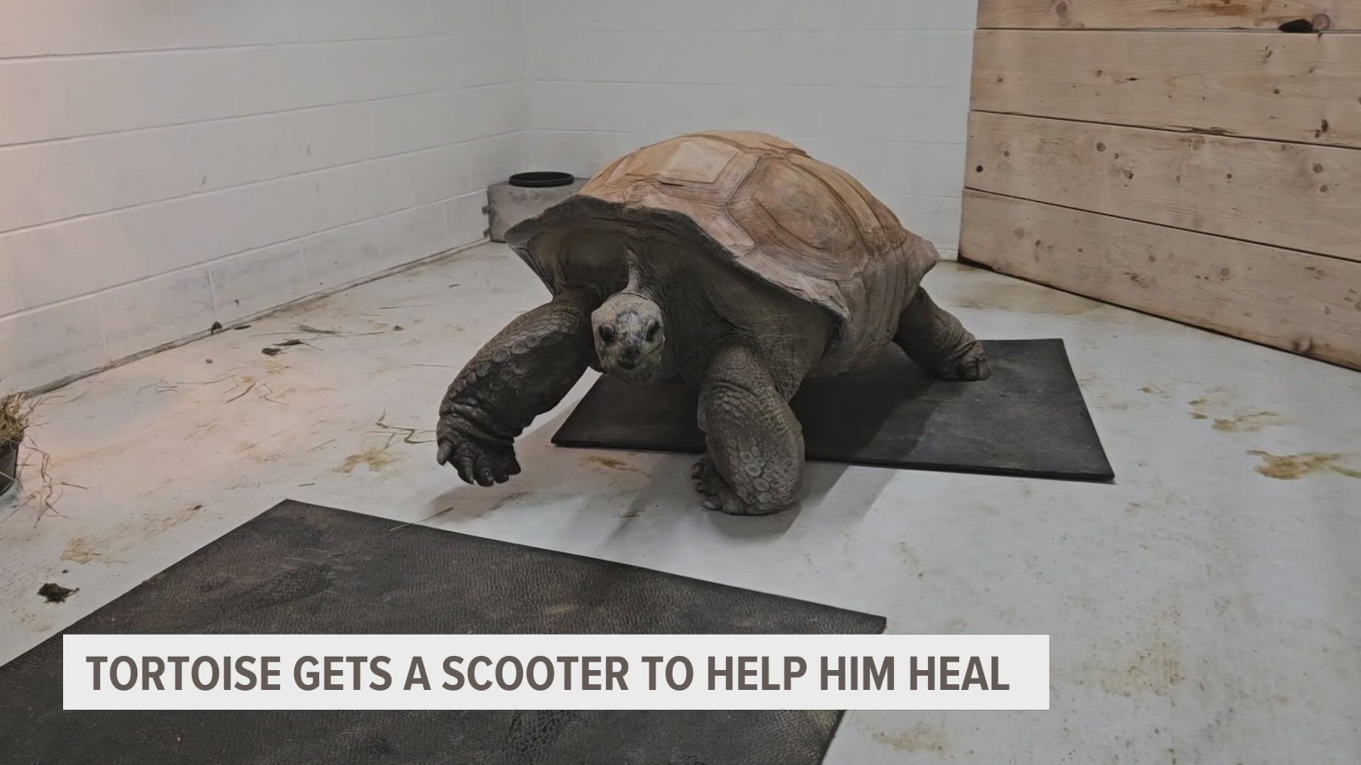 Slow and steady wins the race for the tortoise, unless you give him some wheels.
