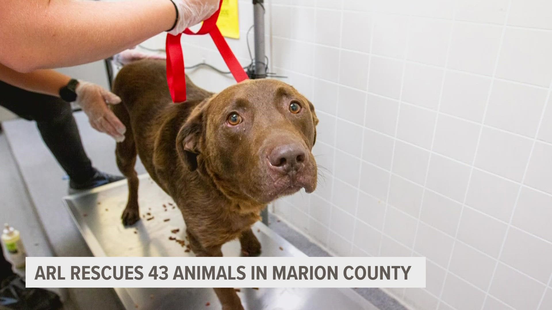 The Animal Rescue League of Iowa says dogs, cats, rabbits, a horse and pot-bellied pigs were living in "horrendous conditions."