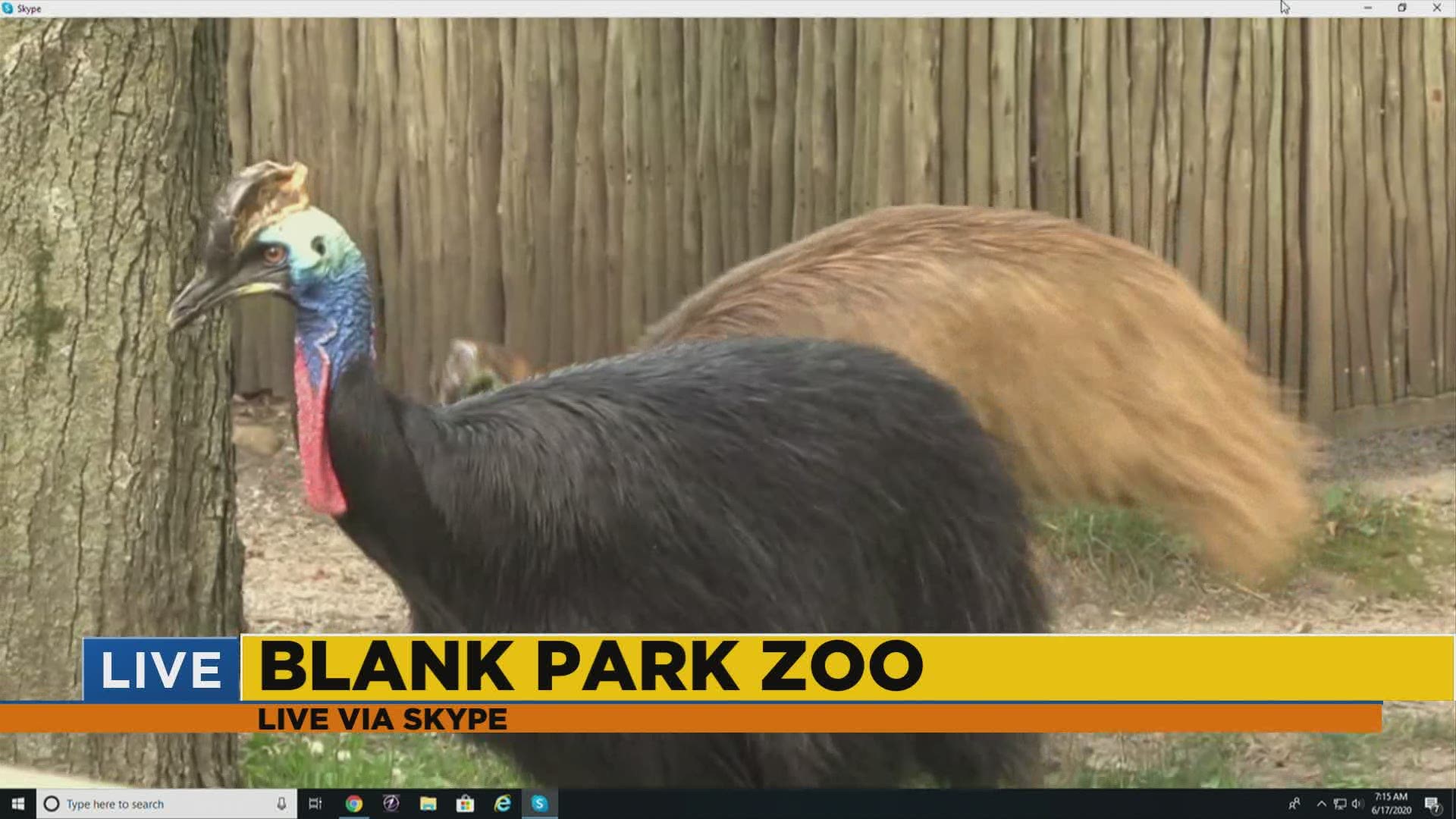Lou talks with Anne from the Blank Park Zoo this morning on 'Iowa Live'
