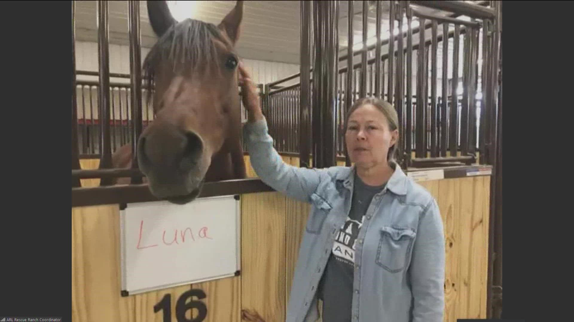 Carrie Spain introduces us to "Luna" an Arabian Female Horse who is looking for a new pasture to call home. Also, "Yappy Hour" THIS Wednesday at a NEW LOCATION!