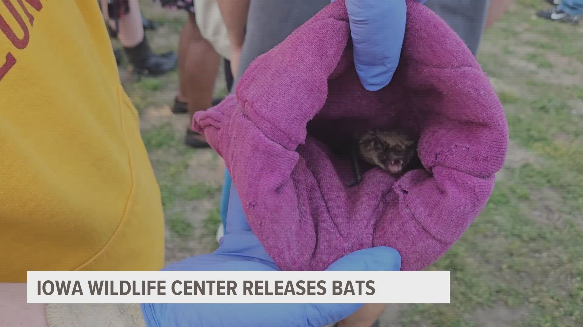 The community was able to get up close and personal with the brown bats.