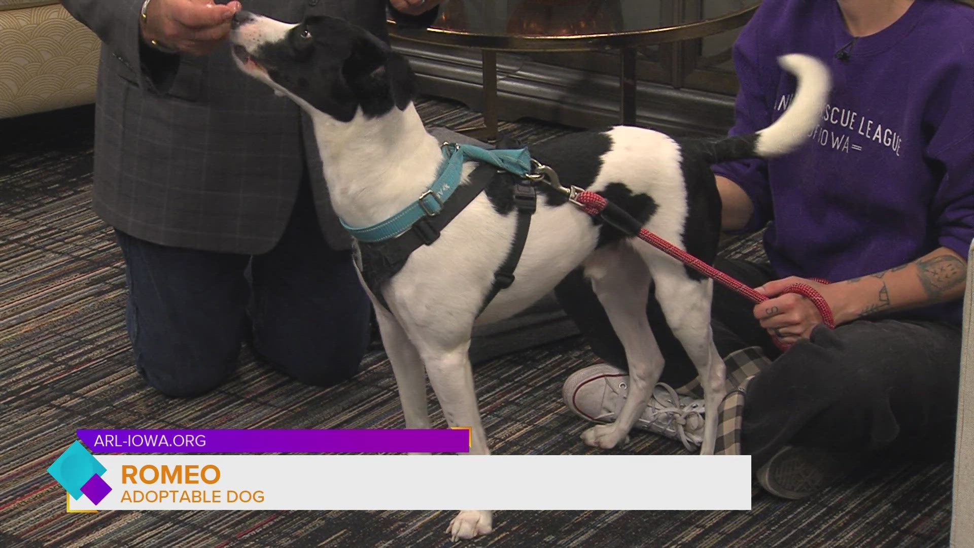 Romeo pays Iowa Live a visit as we learn of the PICK YOUR PUMPKIN $44 adoption event this weekend at Animal Rescue League of Iowa as well as other fun activities.