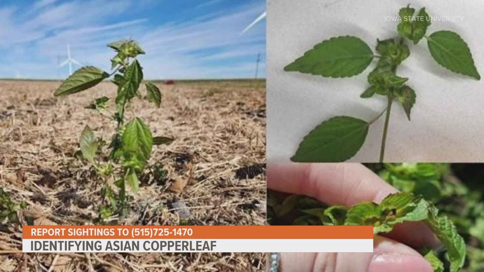 Asian copperleaf is considered a threat to row crops, including corn and soybeans.