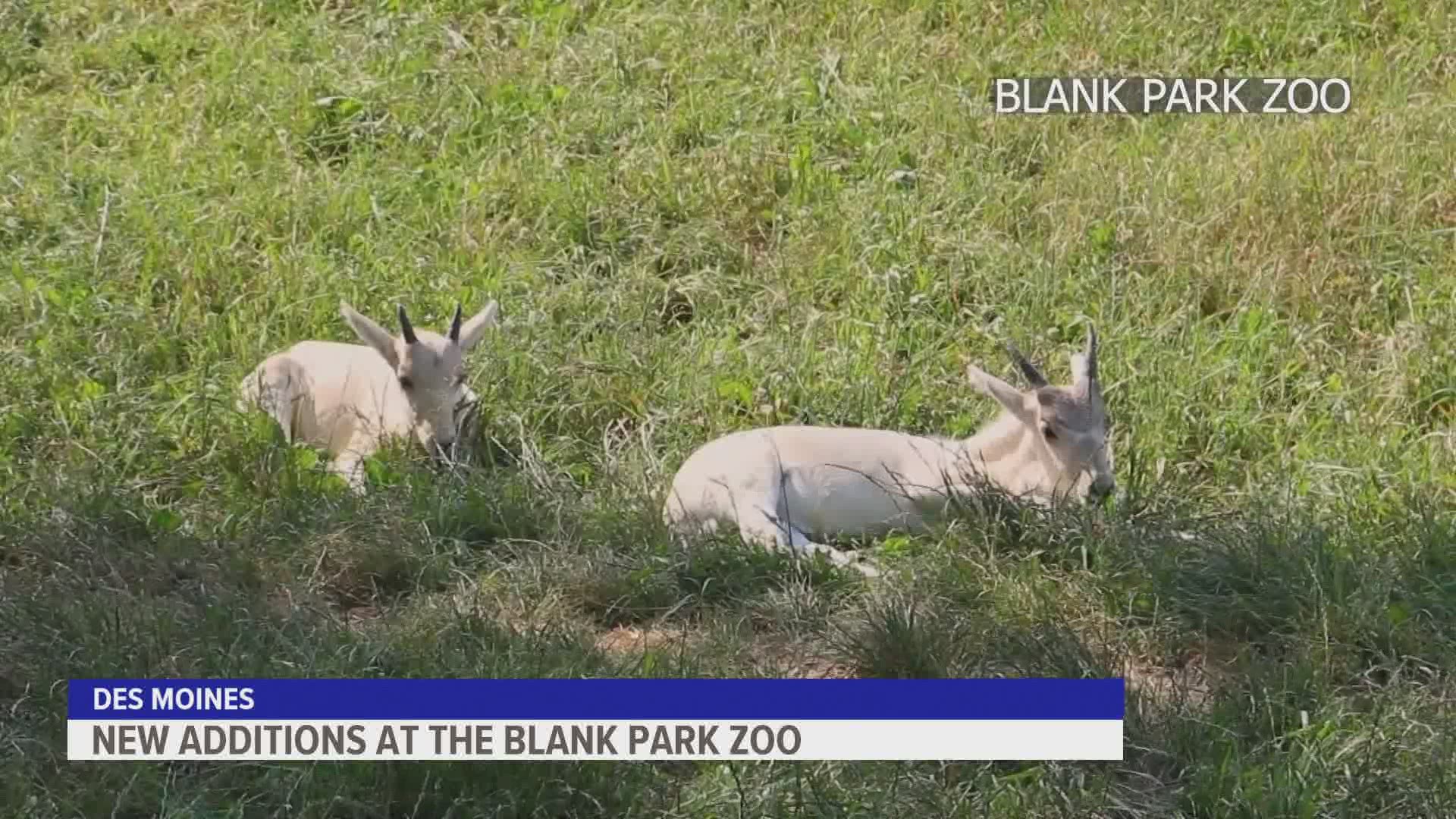 The Blank Park Zoo in Des Moines is sharing some of its new additions!