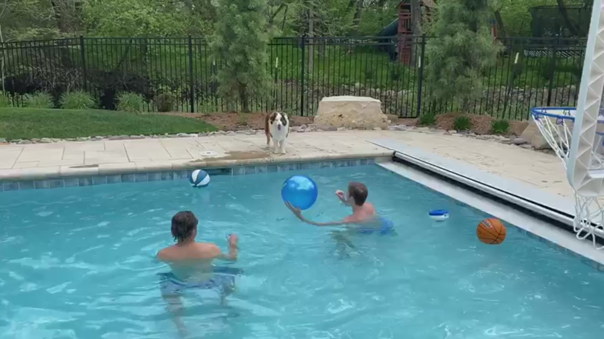Dog plays catch with her beach ball