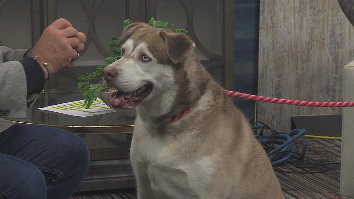 Siberian Husky "Blu" needs a new home during "Name Your Price