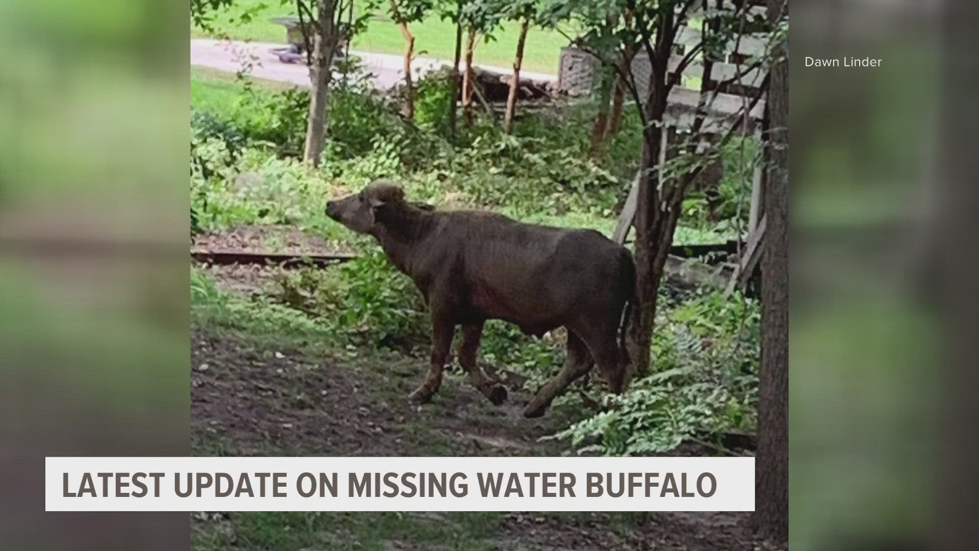 While the water buffalo has yet to be found, authorities are working to narrow their search.