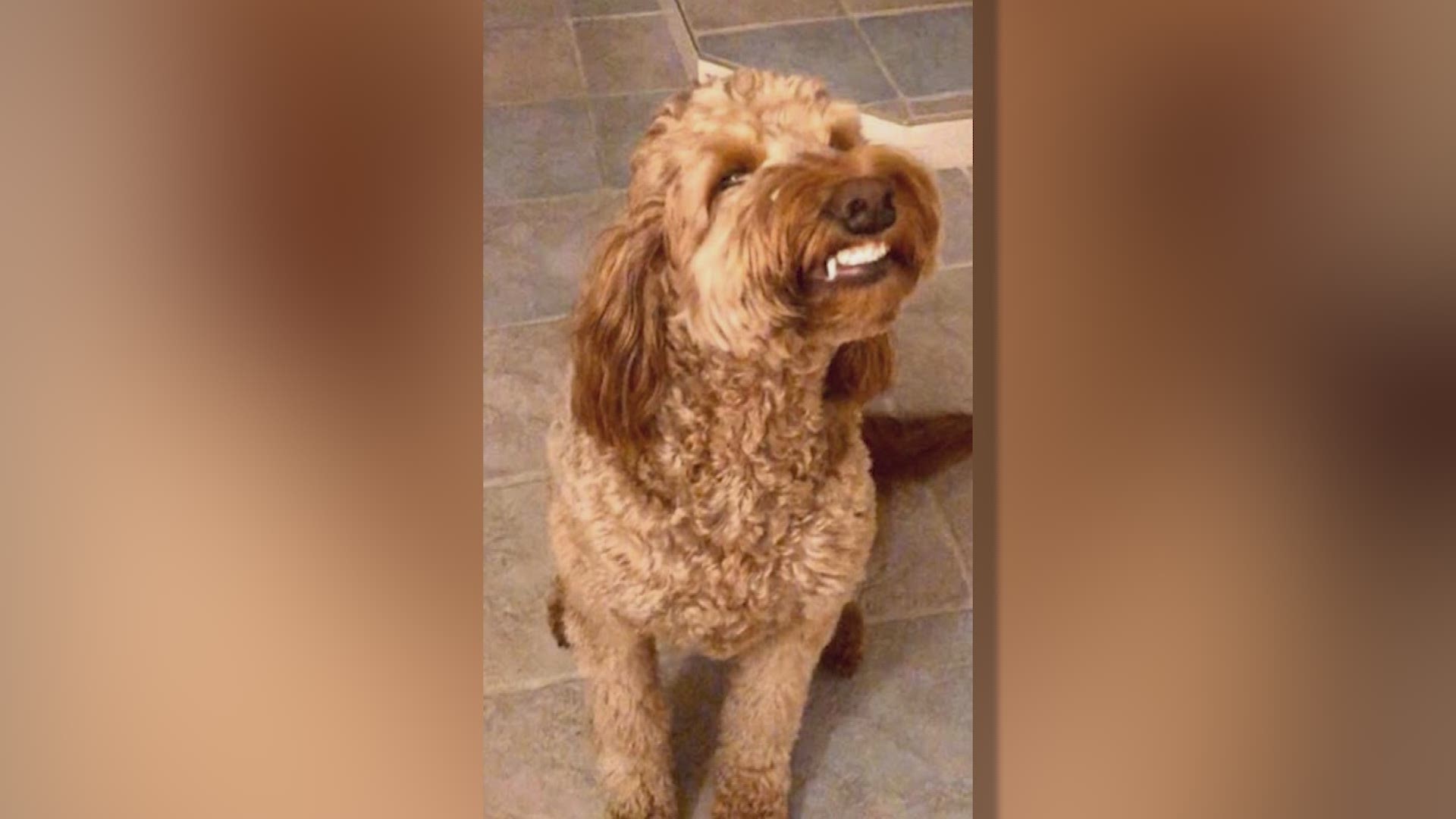 Iowans are sharing their "Happy Moments" including a smiling therapy dog that is ready to get back to work and a glimpse of a comet.