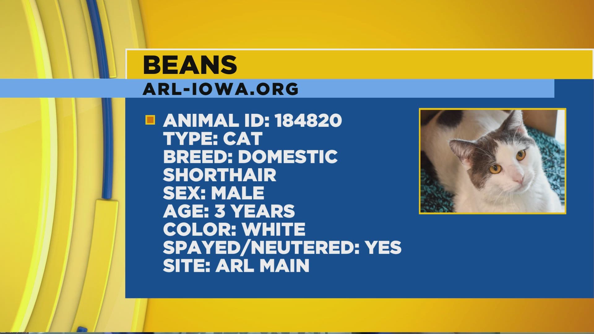 Beans is a 3  year old domestic short hair, and a gentle soul!