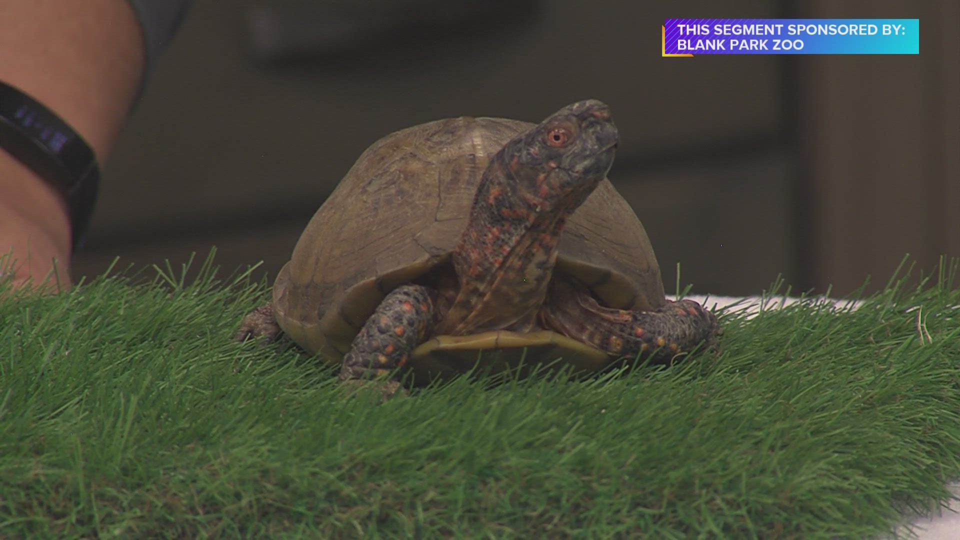 Jessica Schellhorn from the Blank Park Zoo introduces us to Shelby the Eastern Box Turtle. Learn about the Turtle Themed Winter Safari | Paid Content