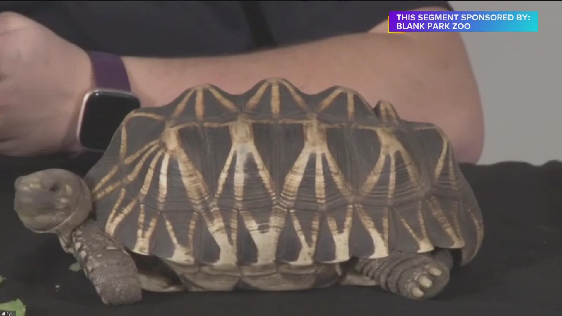 Julia Bingham visits with Chuck, the Burmese Star Tortoise at the Blank Park Zoo. Learn about Santa at the Zoo & Winter Safari Camp coming up! | Paid Content