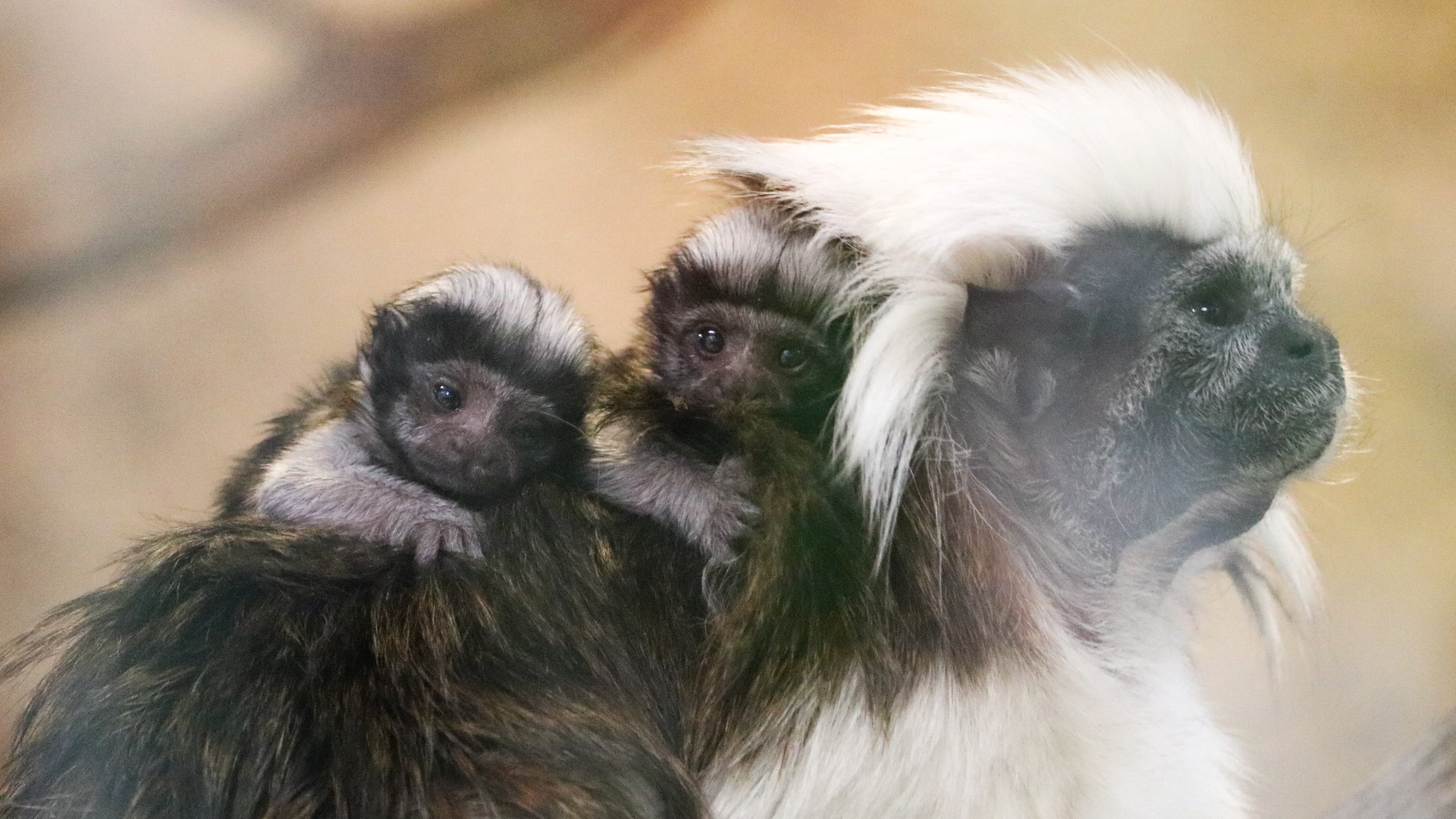 Cotton-top tamarins Kida and Eddie recently welcomed a set of twins.