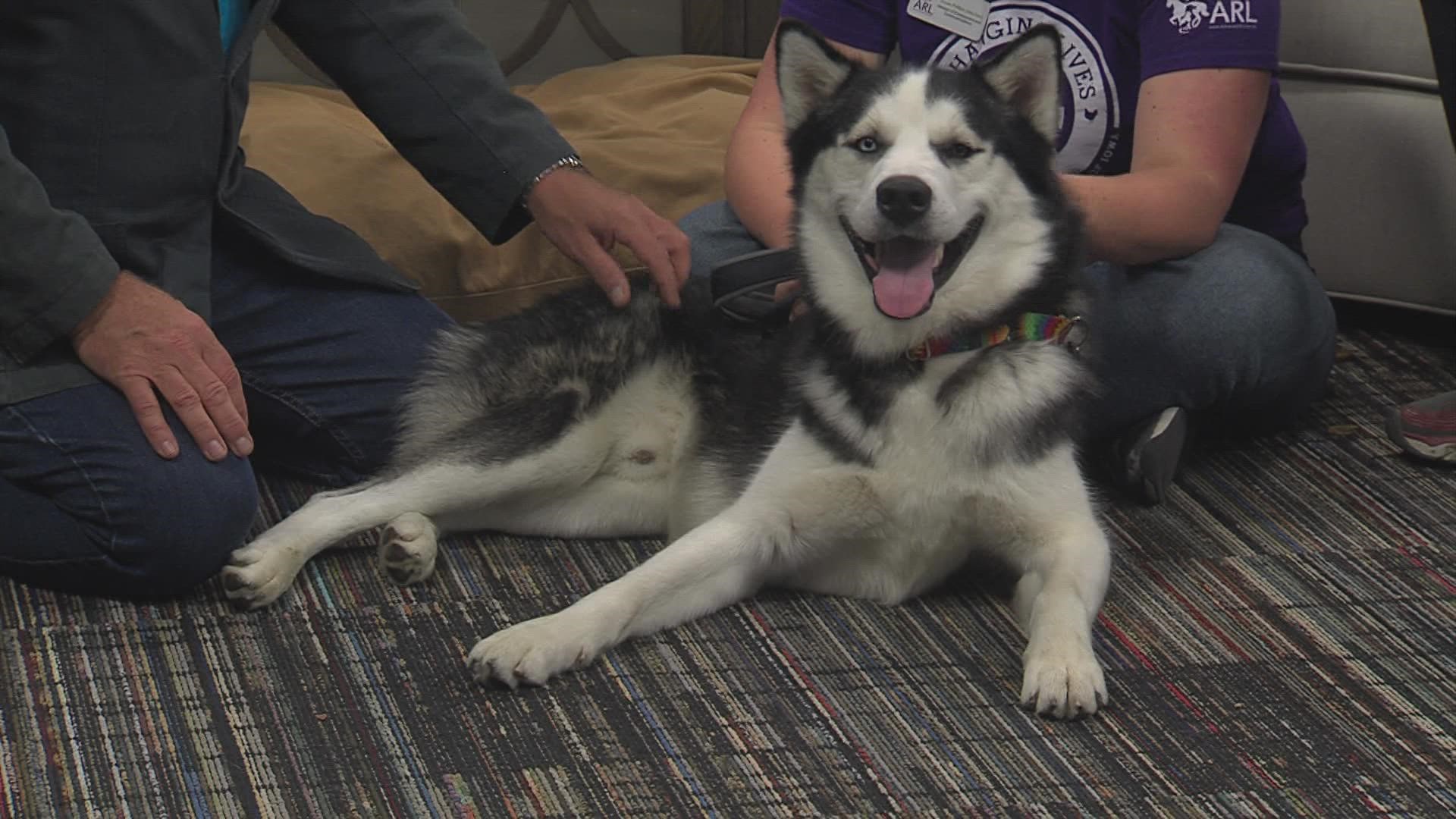 "Veleak" is a one-year old Siberian Husky that is NOW AVAILABLE at Animal Rescue League of Iowa main office during "Fall in Love" Weekend-Name your price adoptions!