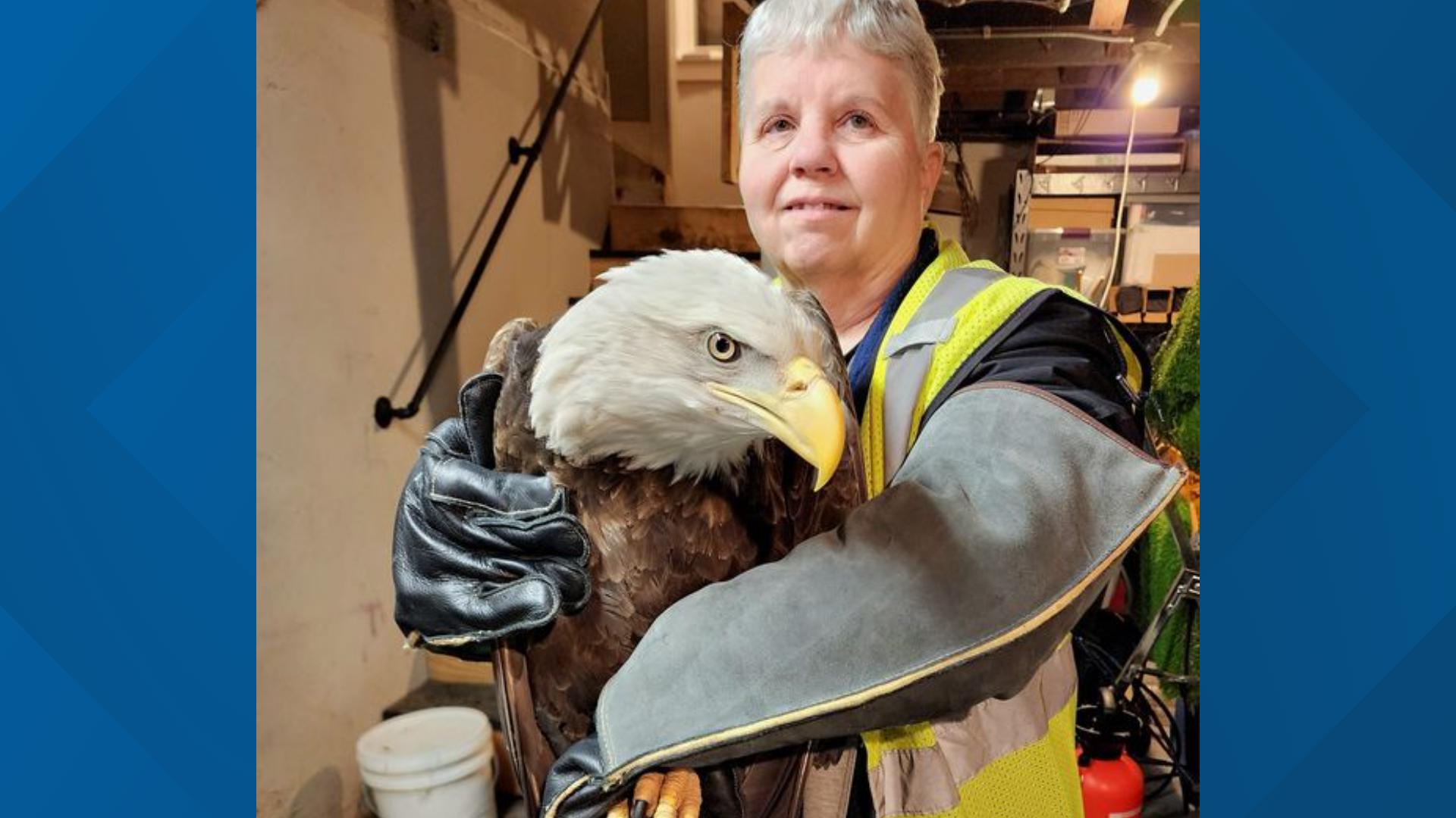 The eagle was transferred to Saving Our Avian Resources (SOAR) for a full evaluation.