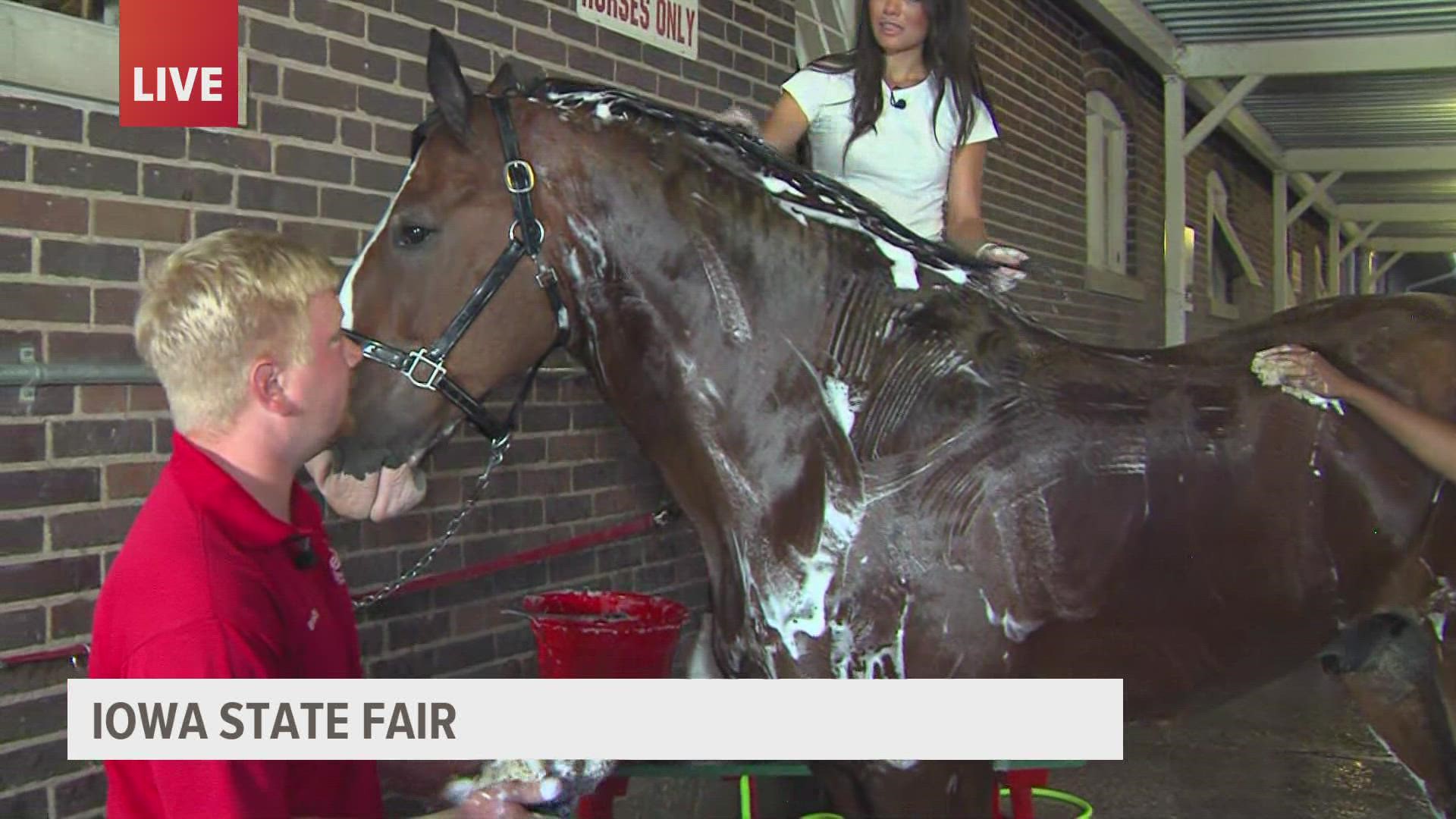 Local 5's news team cleaned a Budweiser Clydesdale horse, to see what it's like to get the horse ready for their parade around the fair.