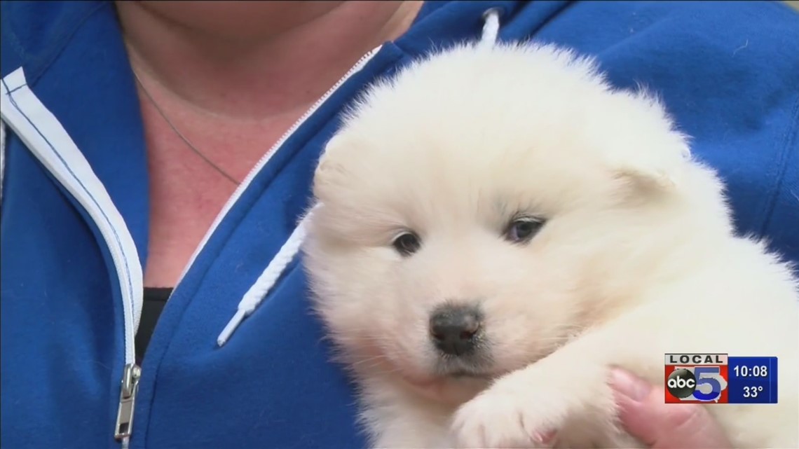 Samoyed puppy 2024 mill rescue