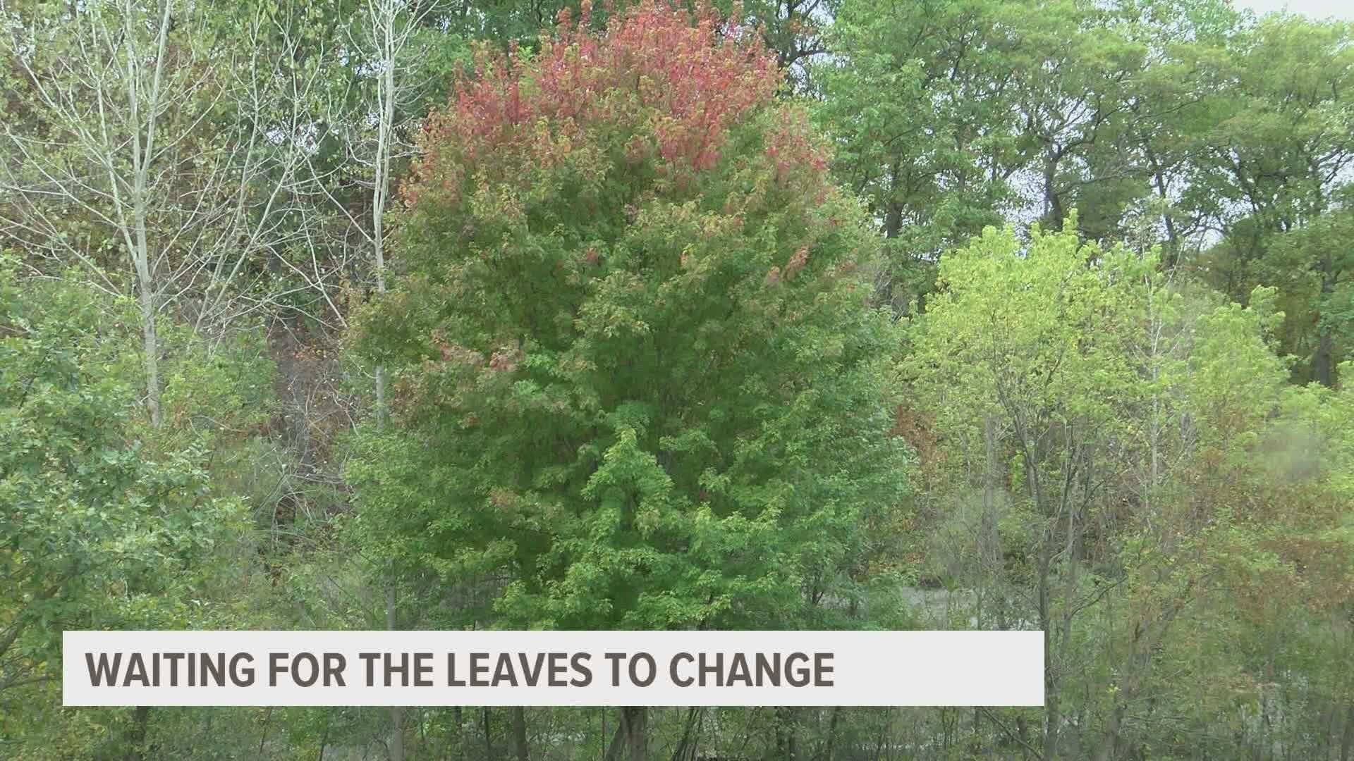 There are several reasons why we aren't seeing any beautiful red or orange leaves quite yet.