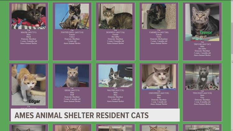 Ames Animal Shelter raising awareness for Adopt-a-Cat Month