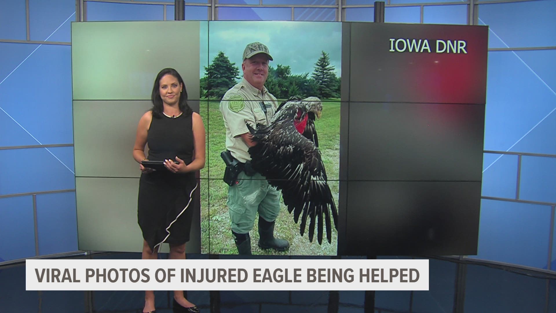 Iowa DNR post showing care for injured bald eagle goes viral