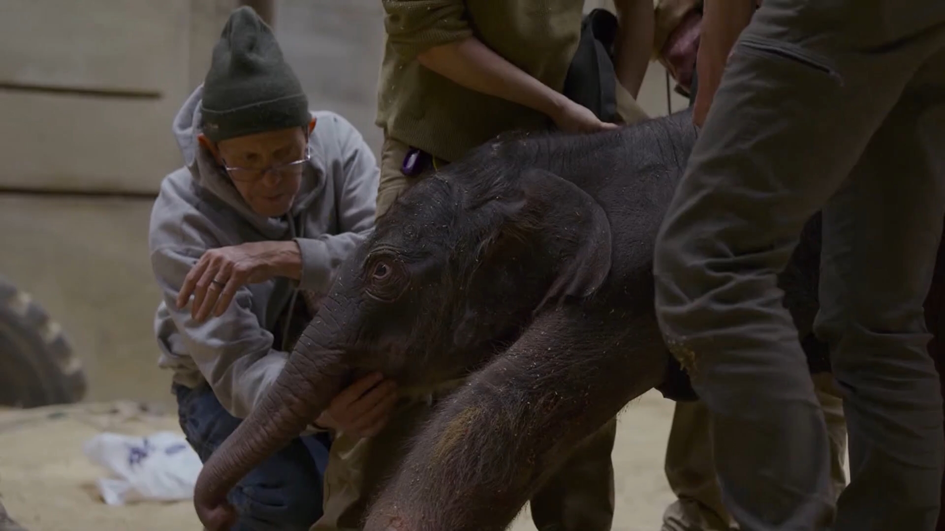Smithsonian National Zoo announces name of baby elephant | weareiowa.com