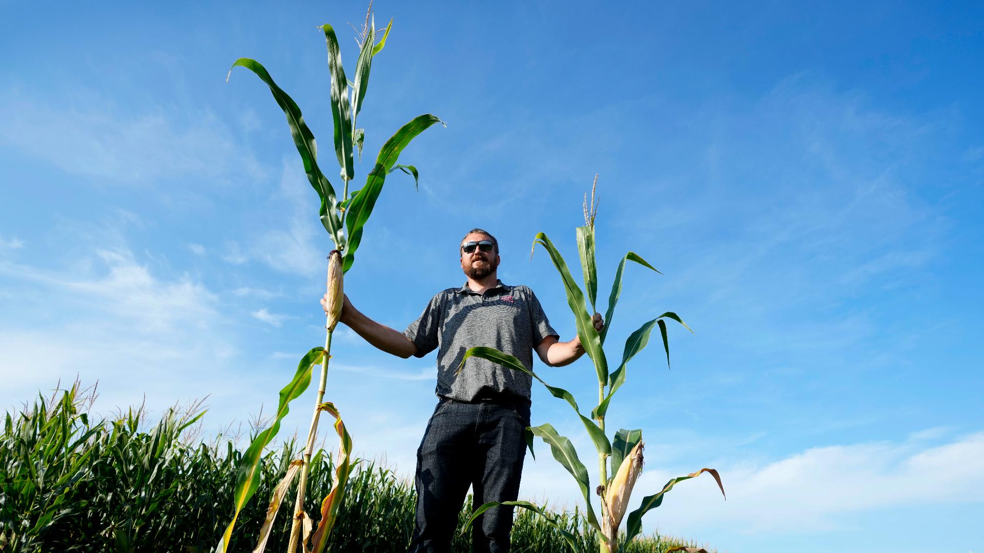 The short corn developed by Bayer Crop Science is being tested on about 30,000 acres in the Midwest.