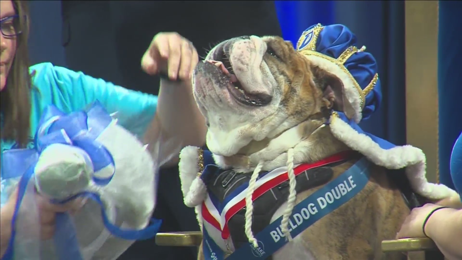BEAU-tiful Bulldog competition for Drake Relays