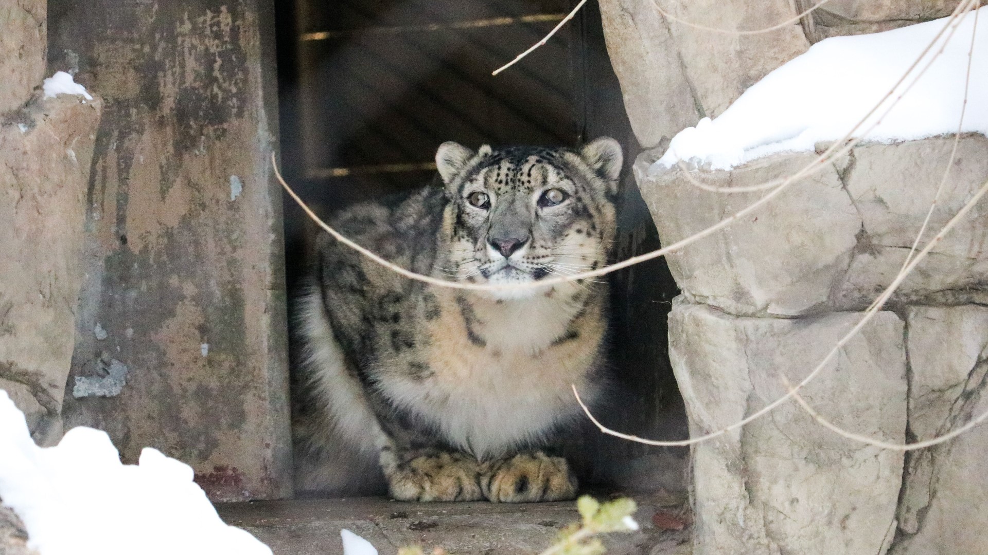 Snow leopards typically live in the mountains of central and south Asia.
