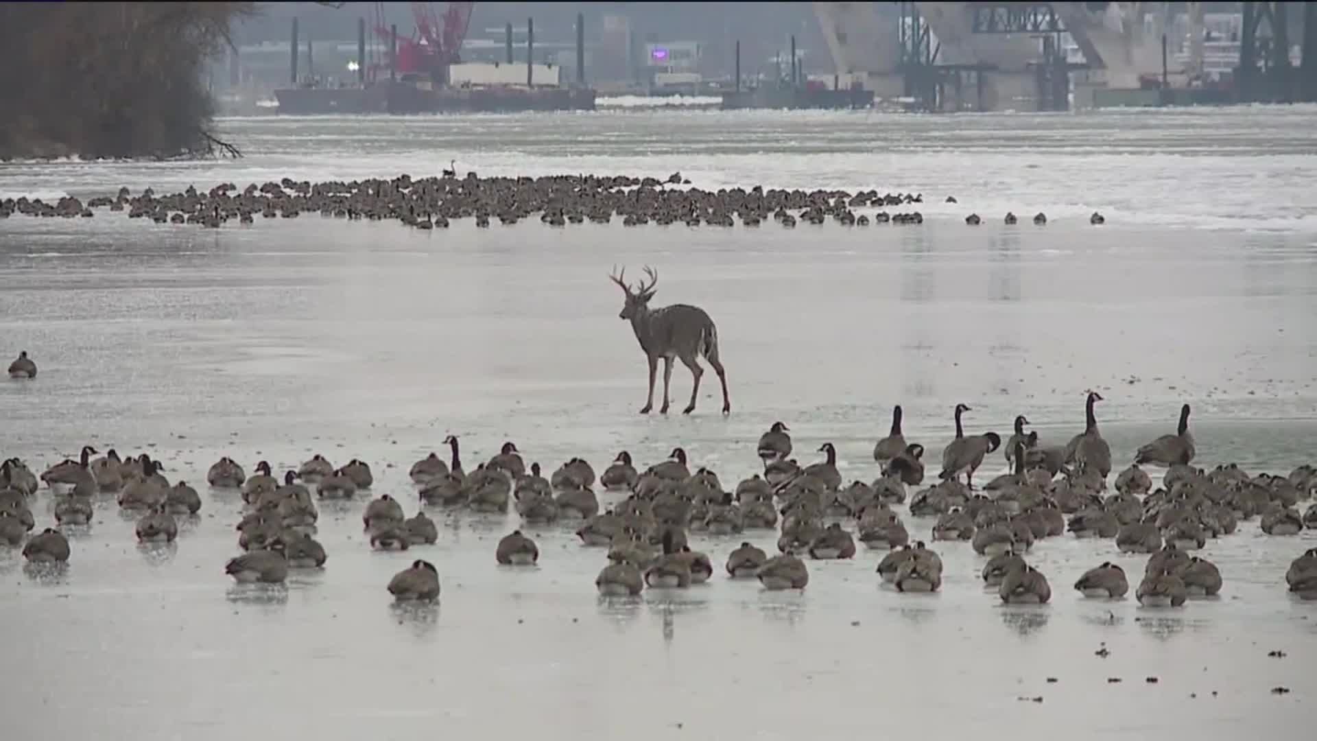 Deer stands along on icy Iowa river