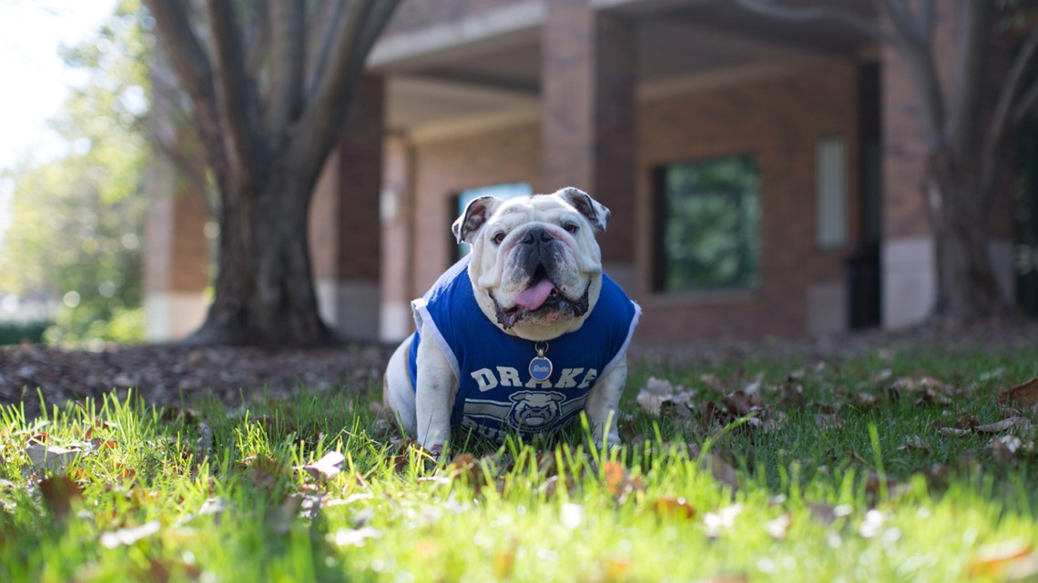 Drake University's retired mascot Griff I dead at 11 years old | wqad.com