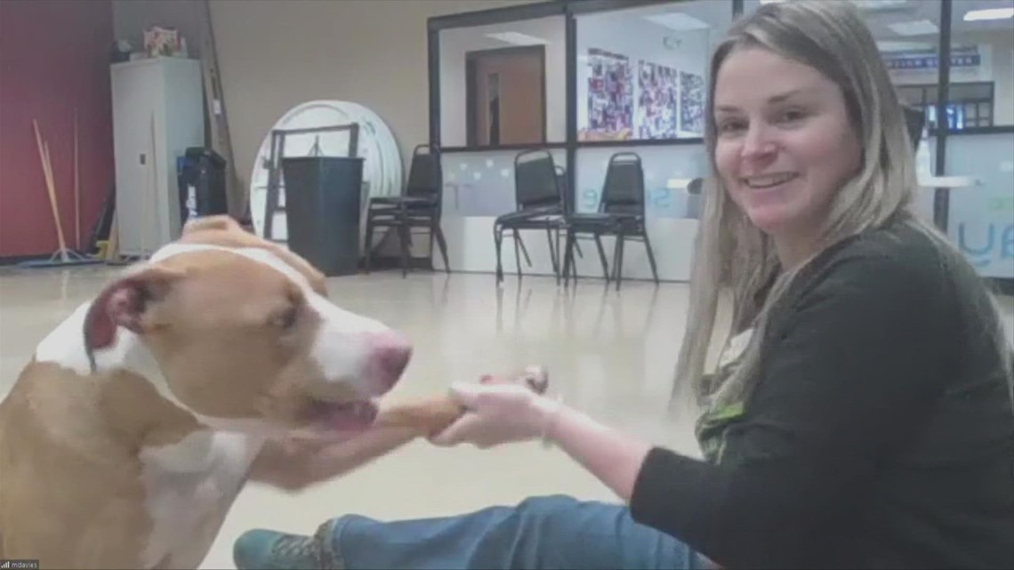 Brock is looking for a new home at ARL of Iowa! - Vimarsana News