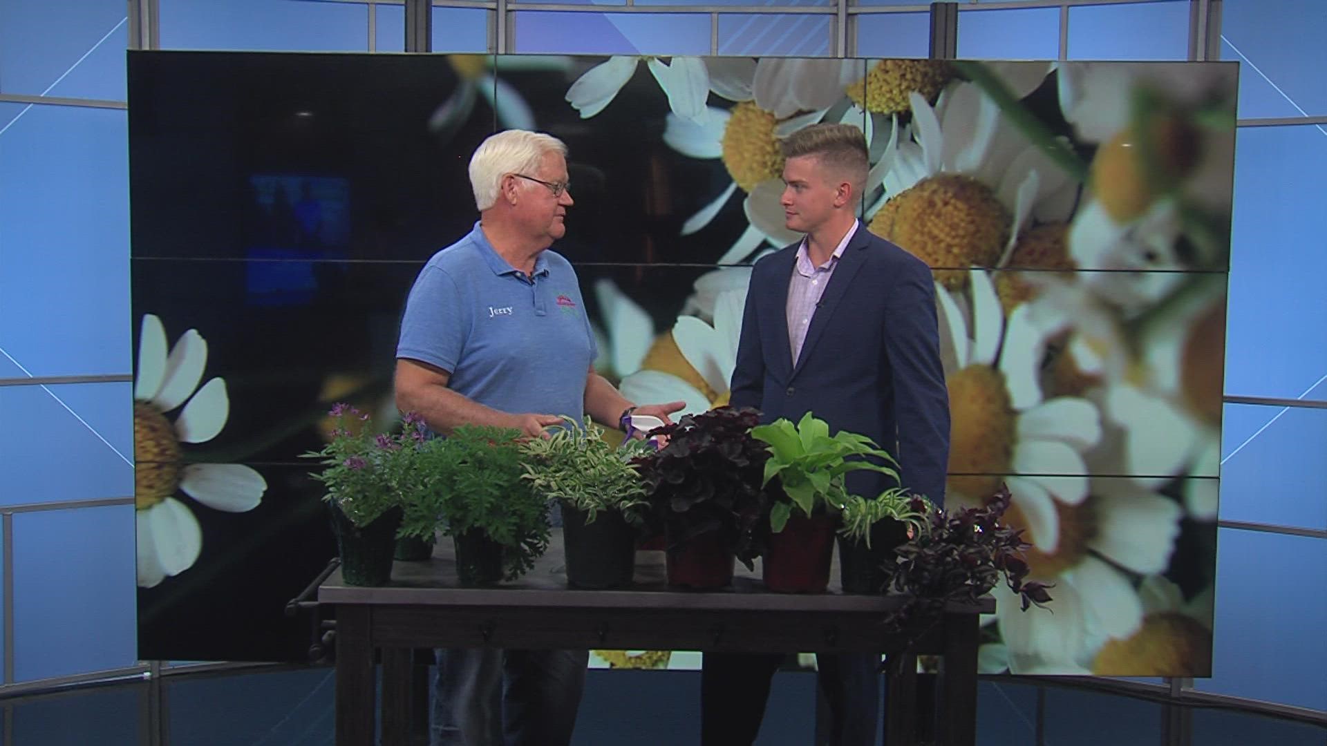Jerry Holub from Holub Greenhouses gives advice about proper plant care in intense summer heat.