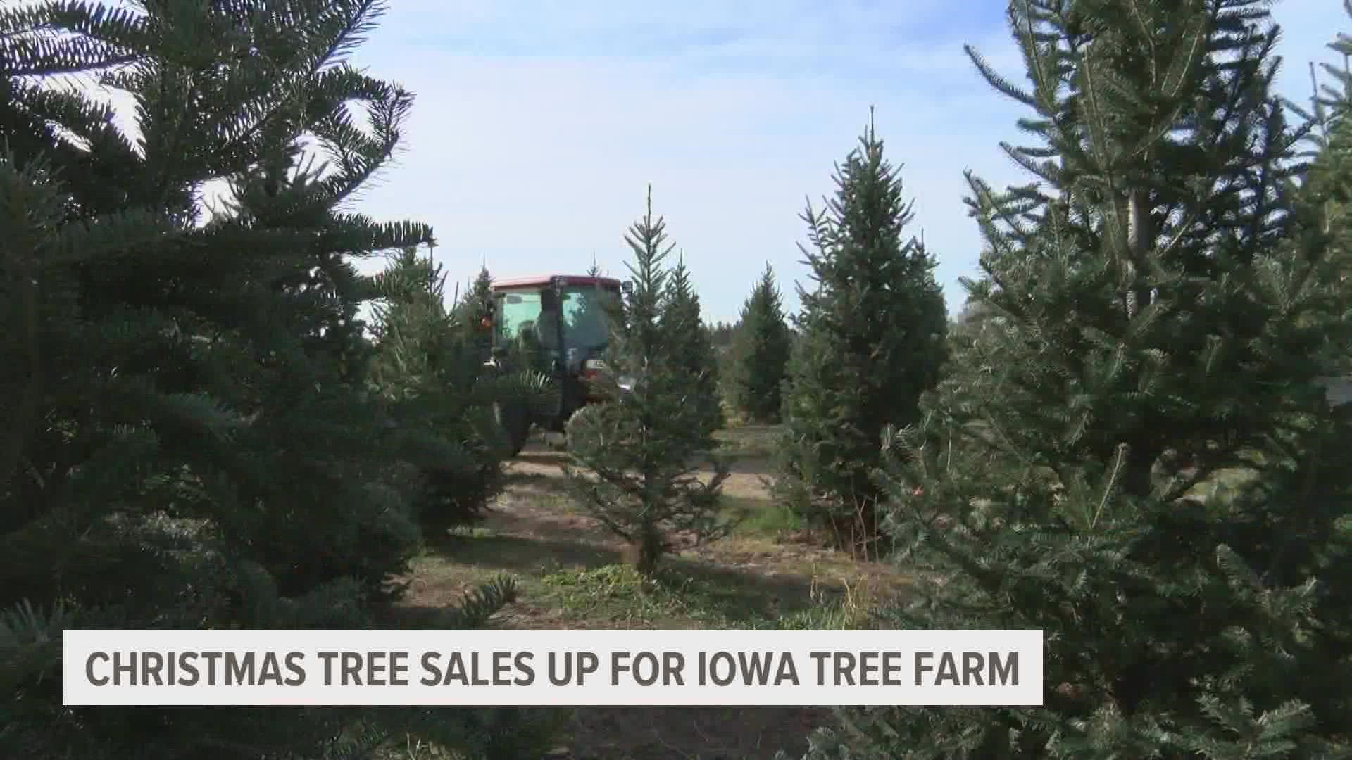 The owner of Howell Tree Farm in Cumming said shoppers should grab their trees soon—or lower their expectations.