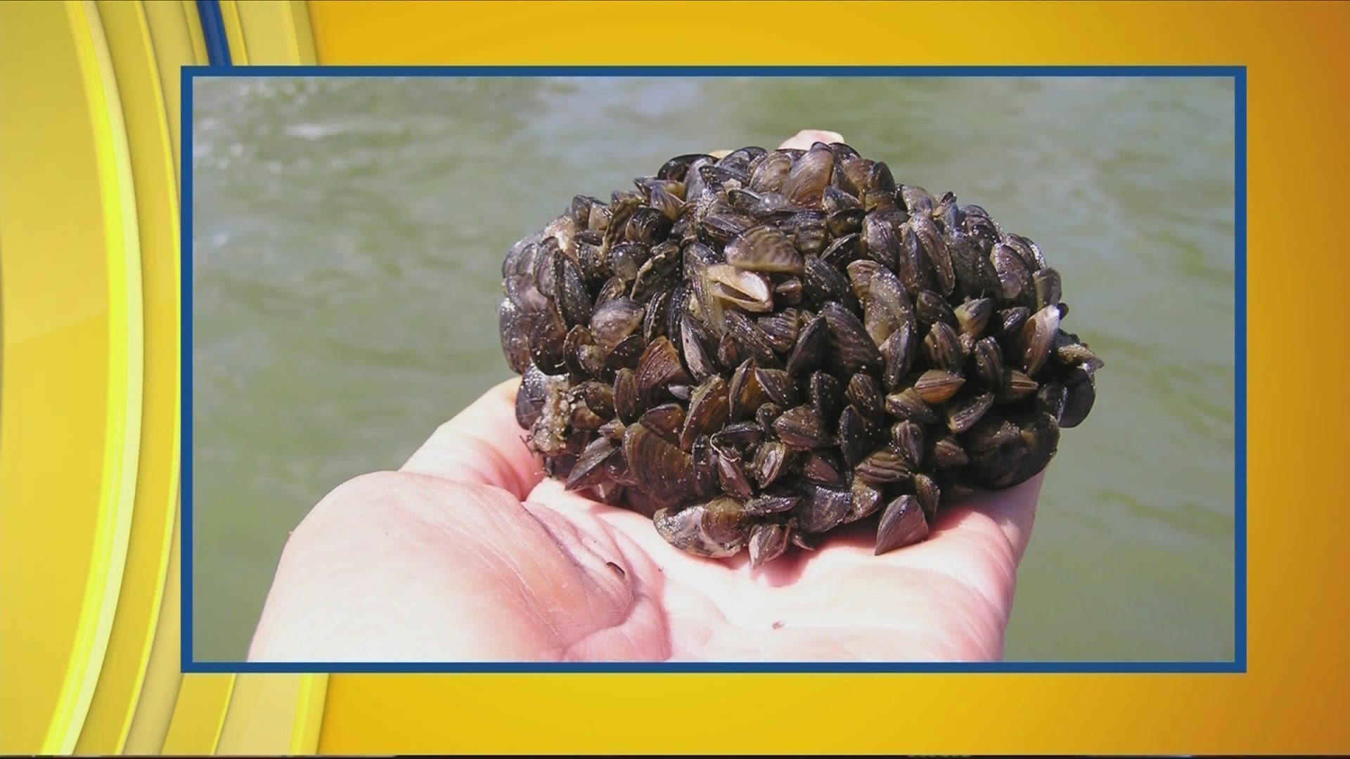 Aquatic invasive species are plants, animals, and invertebrates that not native to Iowa, spread aggressively, and cause harm to our waters and us
