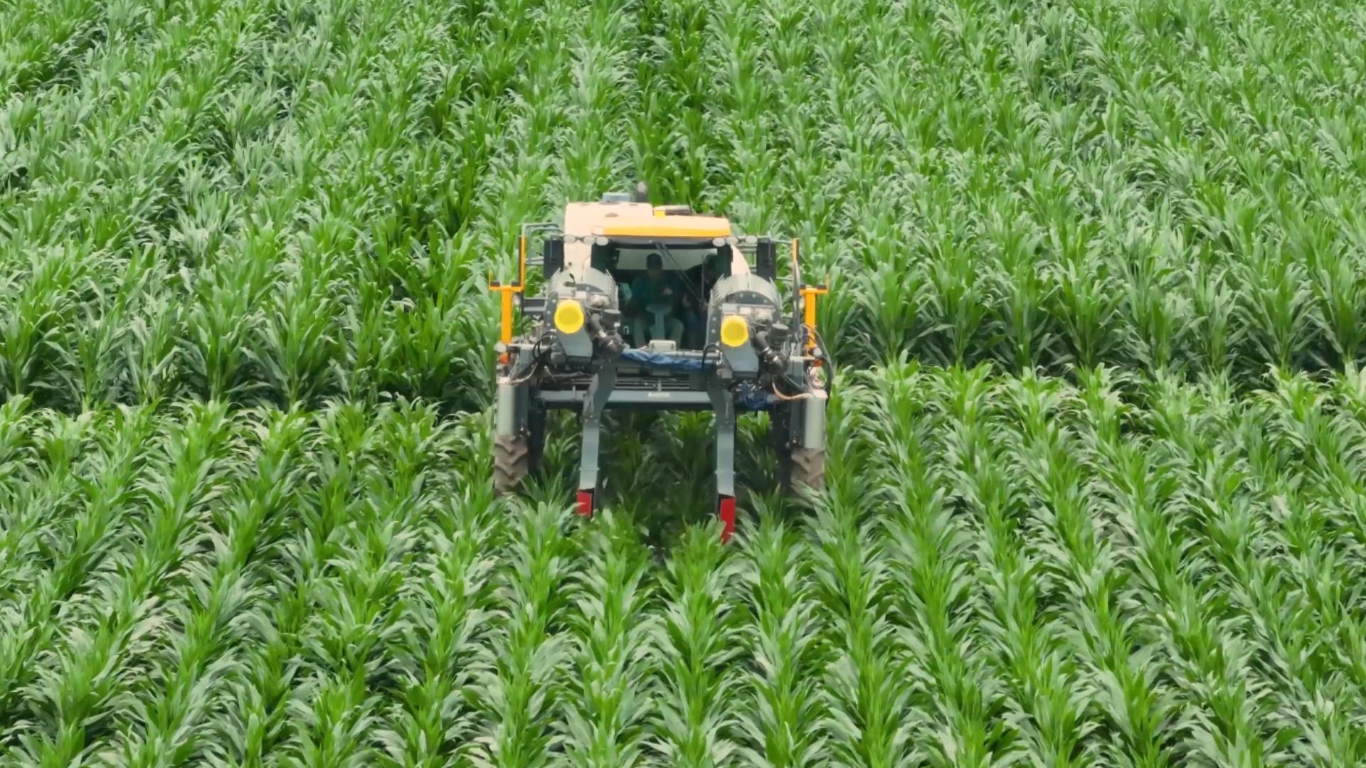 Researchers at Corteva have found that the hybrid could improve yield and better resist severe weather events in Iowa.