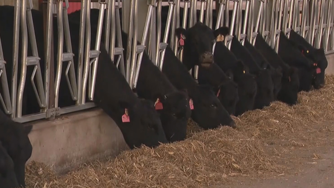 Iowa cattle producers weigh in as Trump lifts reciprocal tariff on beef