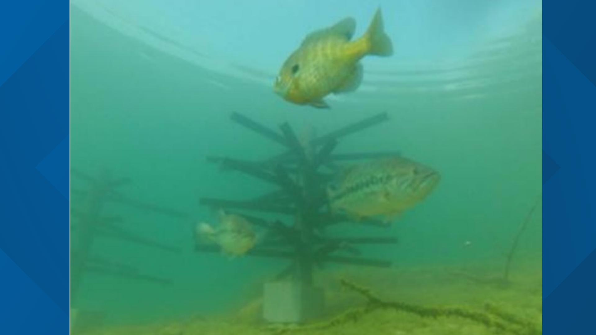 How 800 'underwater cities' could boost fishing at Lake Red Rock ...