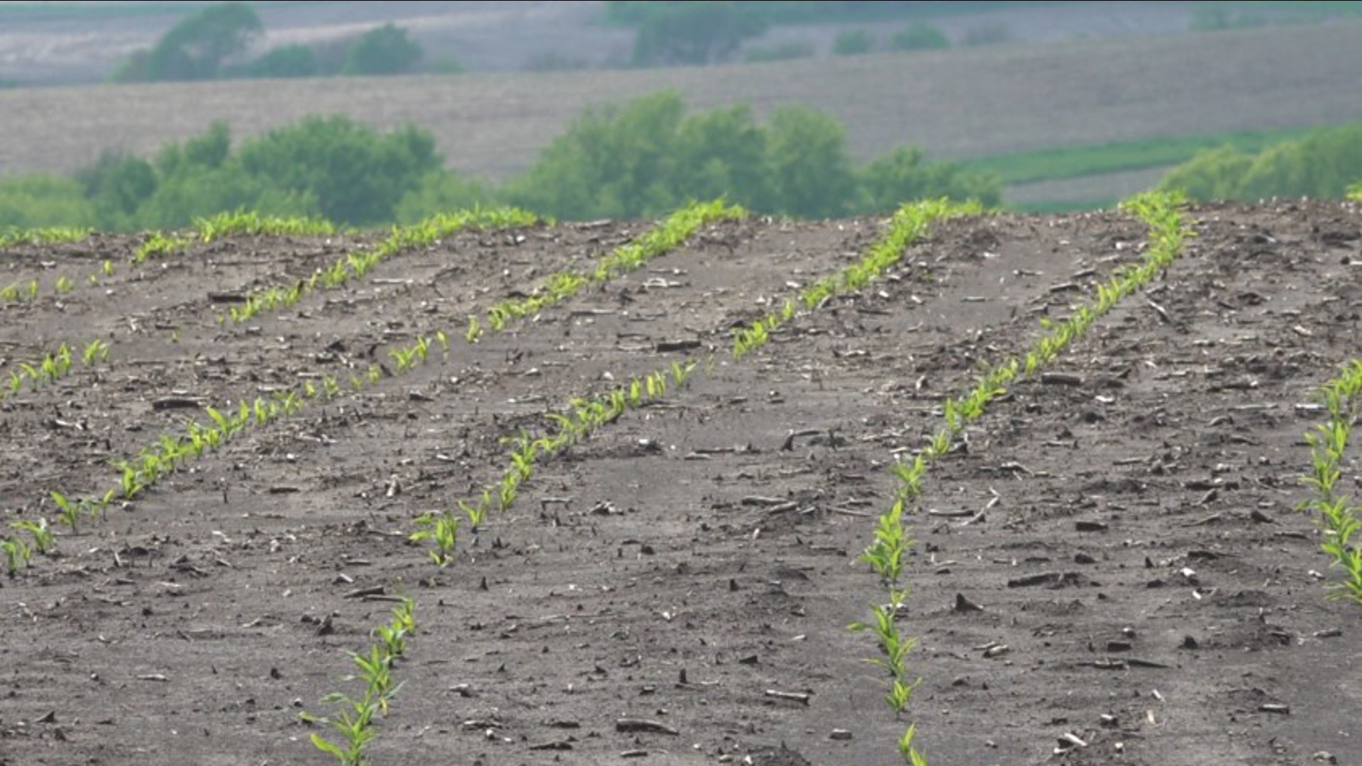 Jones Harvesting hasn't been able to plant crop for over two weeks. Now they are hoping for dry, sunny days ahead to make up for lost time.