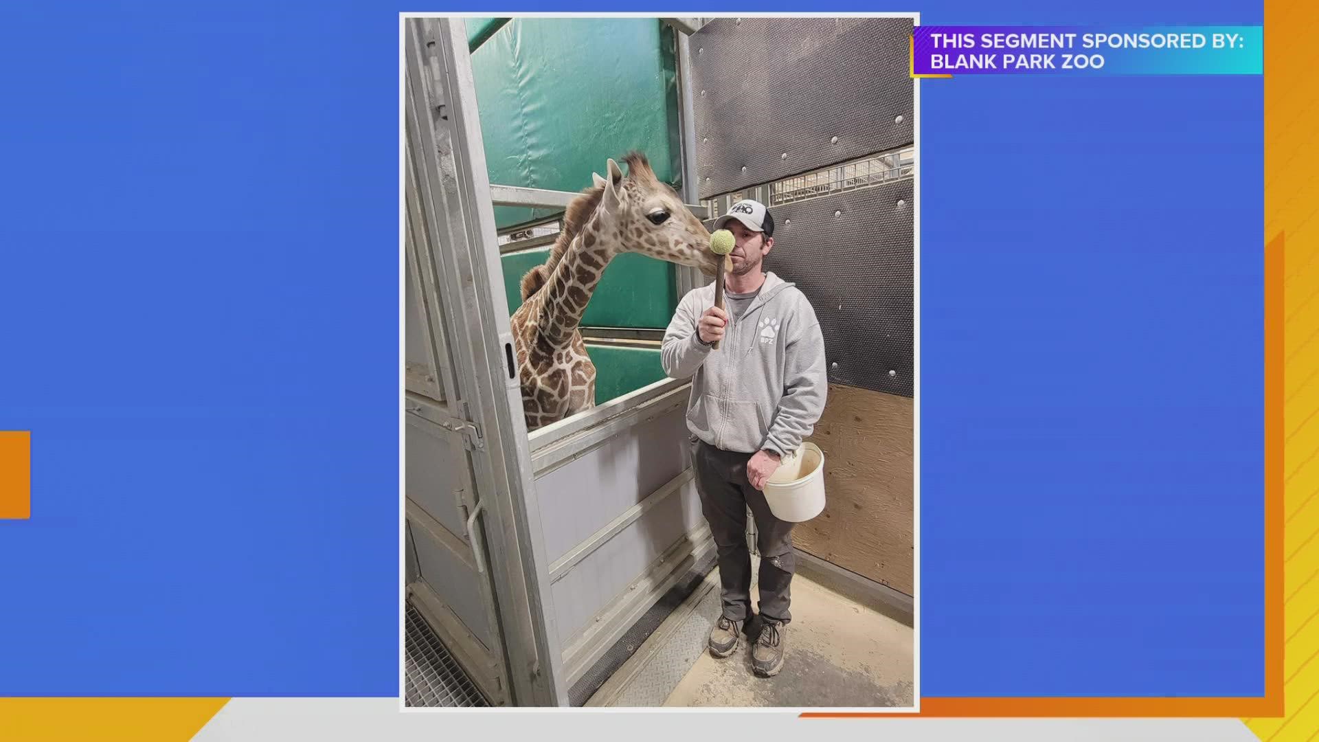 Jay Tetzloff, Chief Animal Officer-BPZ, has an update on 4 month old giraffe "Bakari" including how much he has grown since being born in Des Moines | Paid Content