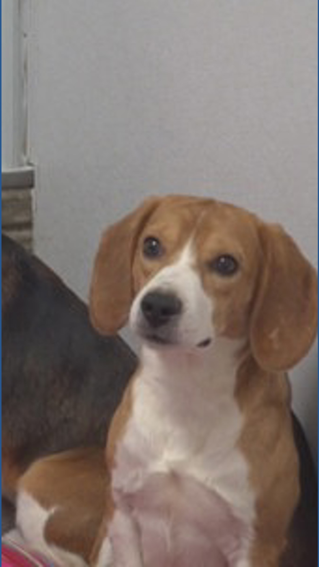 10 beagles rescued from Wisconsin facility now in Davenport | weareiowa.com