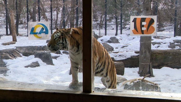 Tiger at Ohio zoo picks Cincinnati Bengals to win Super Bowl